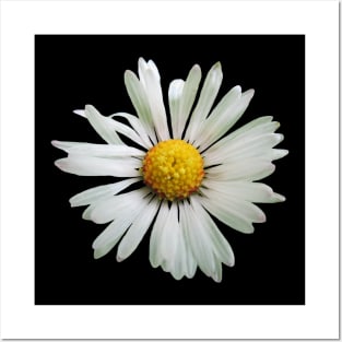 white daisy flower, blooming daisy, blooms, flowers, daisies Posters and Art